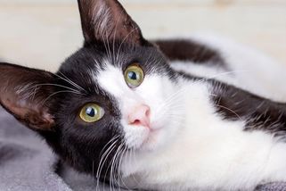 Kocour se vrátil domů po pěti měsících, ušel 250 kilometrů a překonal Pyreneje - Novinky